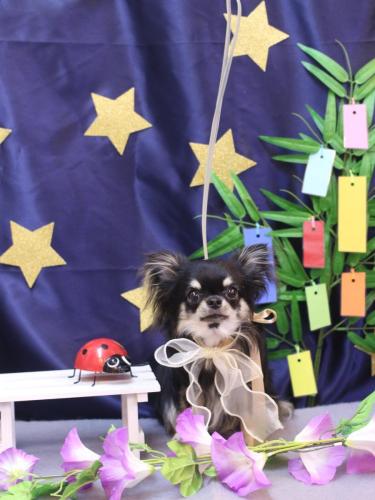 20230701プリンちゃん